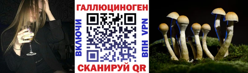 Псилоцибиновые грибы Psilocybe Донской